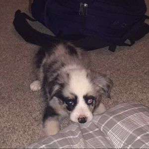 Meet your Posher, Uma